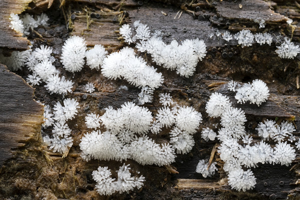 Asbest porno video Busty ayol sizga uning video yalab beradi